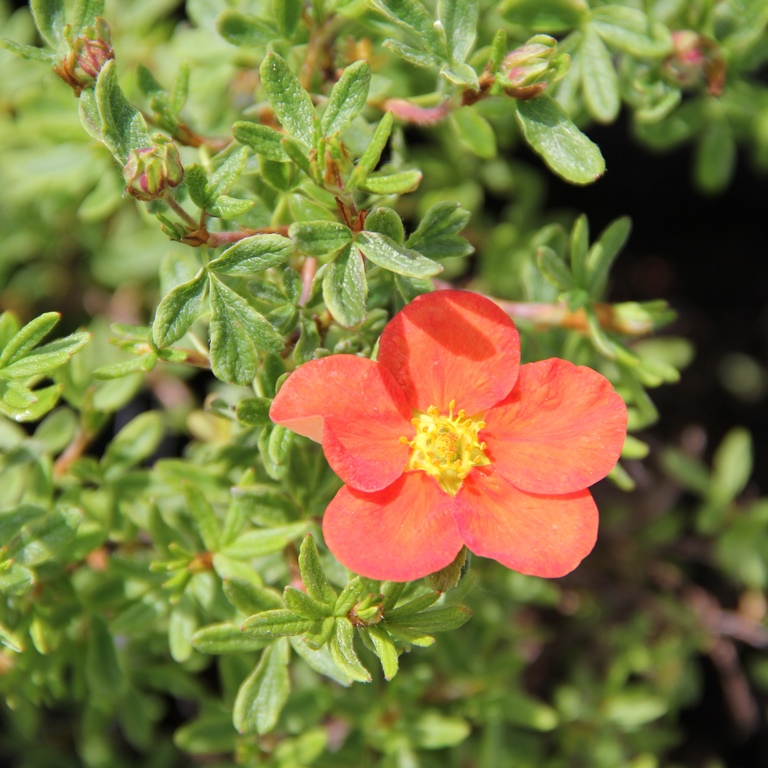 Keře okrasné květem - Mochna křovitá Marian Red Robin květináč 1,4 litru, výška 15/20cm, keř