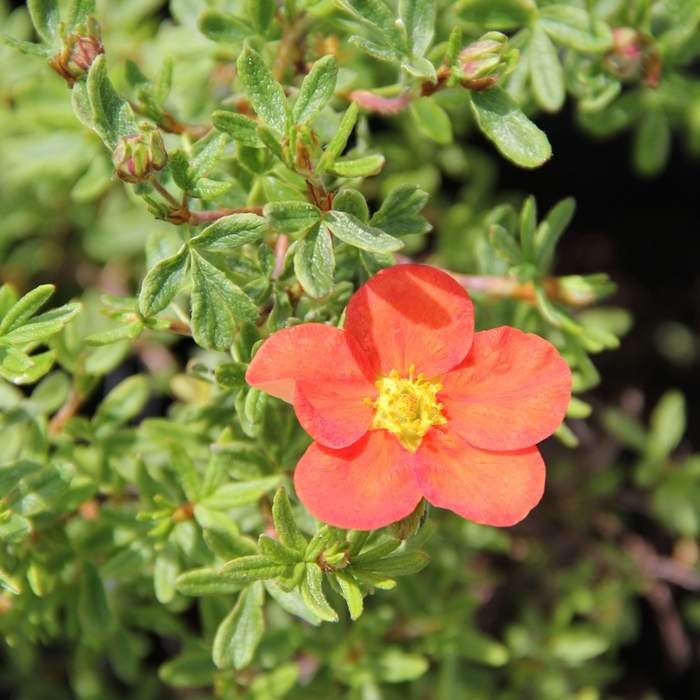 Keře okrasné květem - Mochna křovitá Red Ace květináč 2,5 litrů, výška 20/30cm, keř