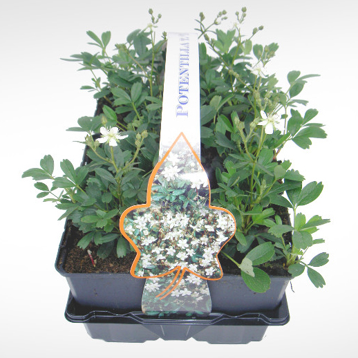 Skalničky - Mochna trojzubá 'Nuuk' 6pack