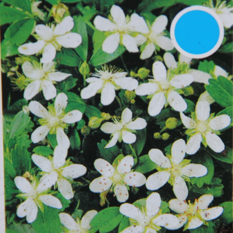 Skalničky - Mochna trojzubá Nuuk 9cm