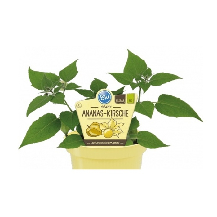 Bylinky - Mochyně ojíněná BIO květináč 12cm