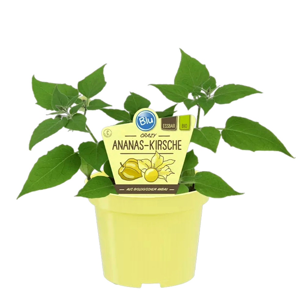 Bylinky - Mochyně ojíněná BIO květináč 12cm