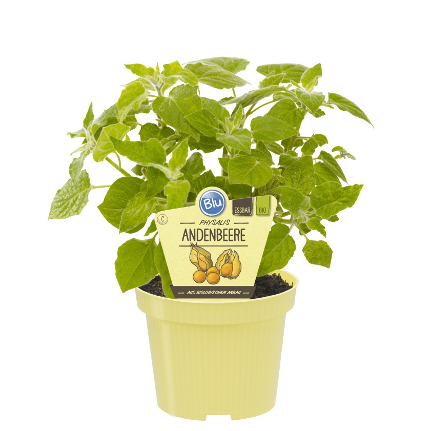 Bylinky - Mochyně peruánská BIO květináč 12cm