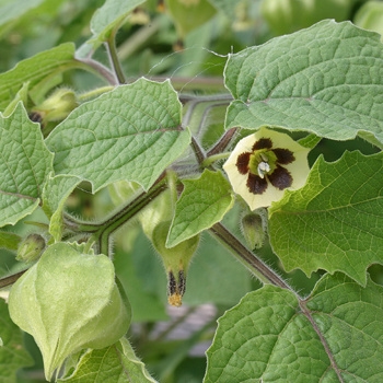 Mochyně peruánská BIO květináč 12cm-0