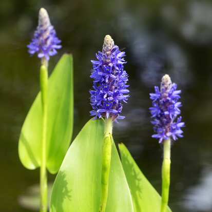 Trvalky - Modráska srdčitá 3 litry