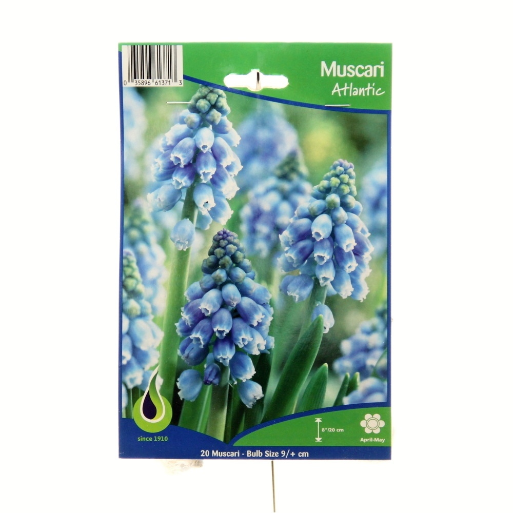 Rostliny - Modřenec americký 'Atlantic' 20ks