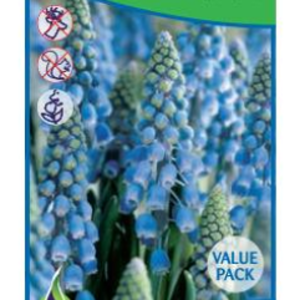 Rostliny - Modřenec 'Armeniacum' 50ks