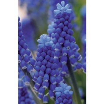 Rostliny - Modřenec 'Dark Eyes' 20ks