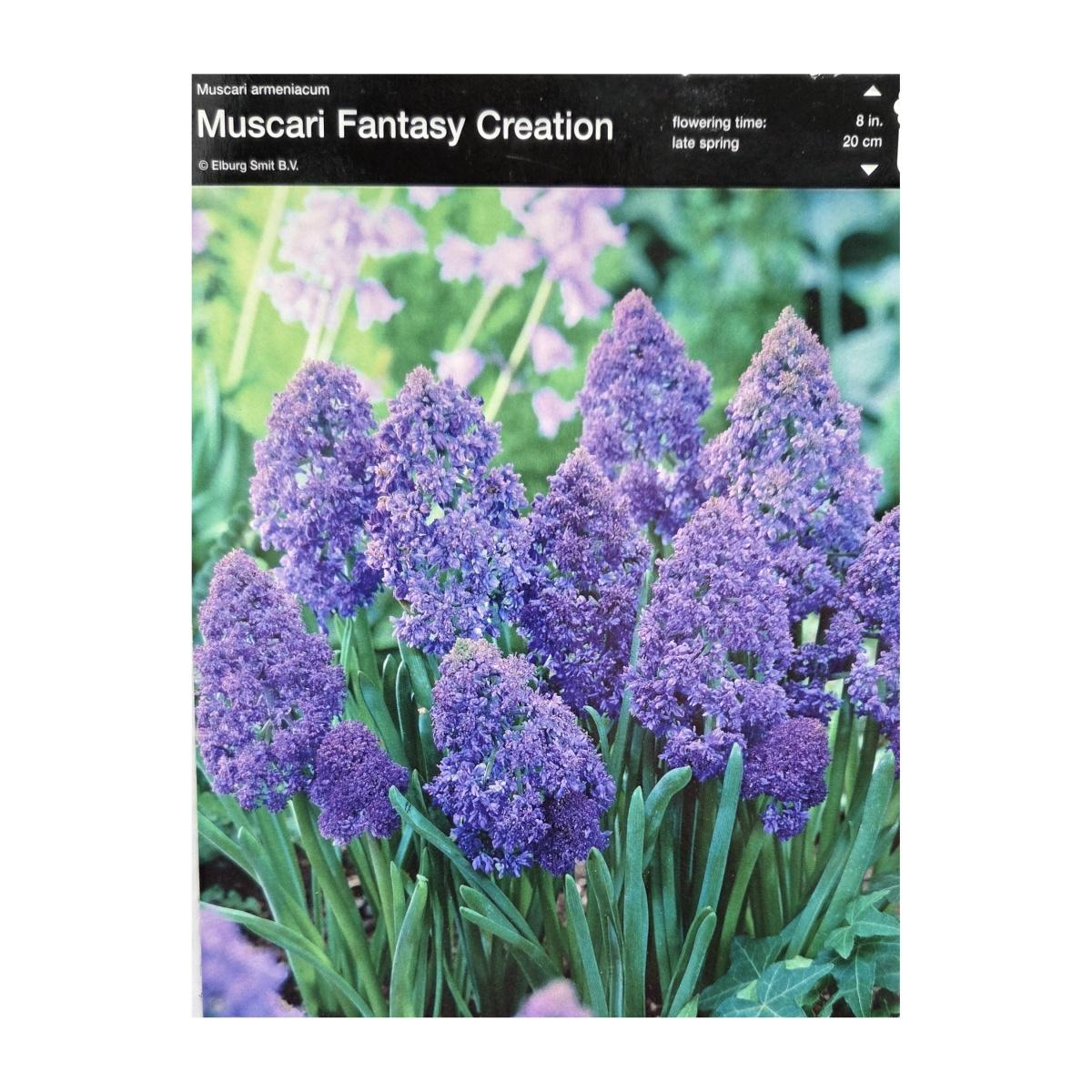 Podzimní cibuloviny ostatní - Modřenec Fantasy Creation 10ks