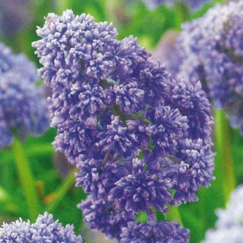 Rostliny - Modřenec 'Fantasy Creation' 20ks