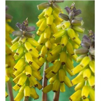 Rostliny - Modřenec 'Golden Fragrance' 10ks