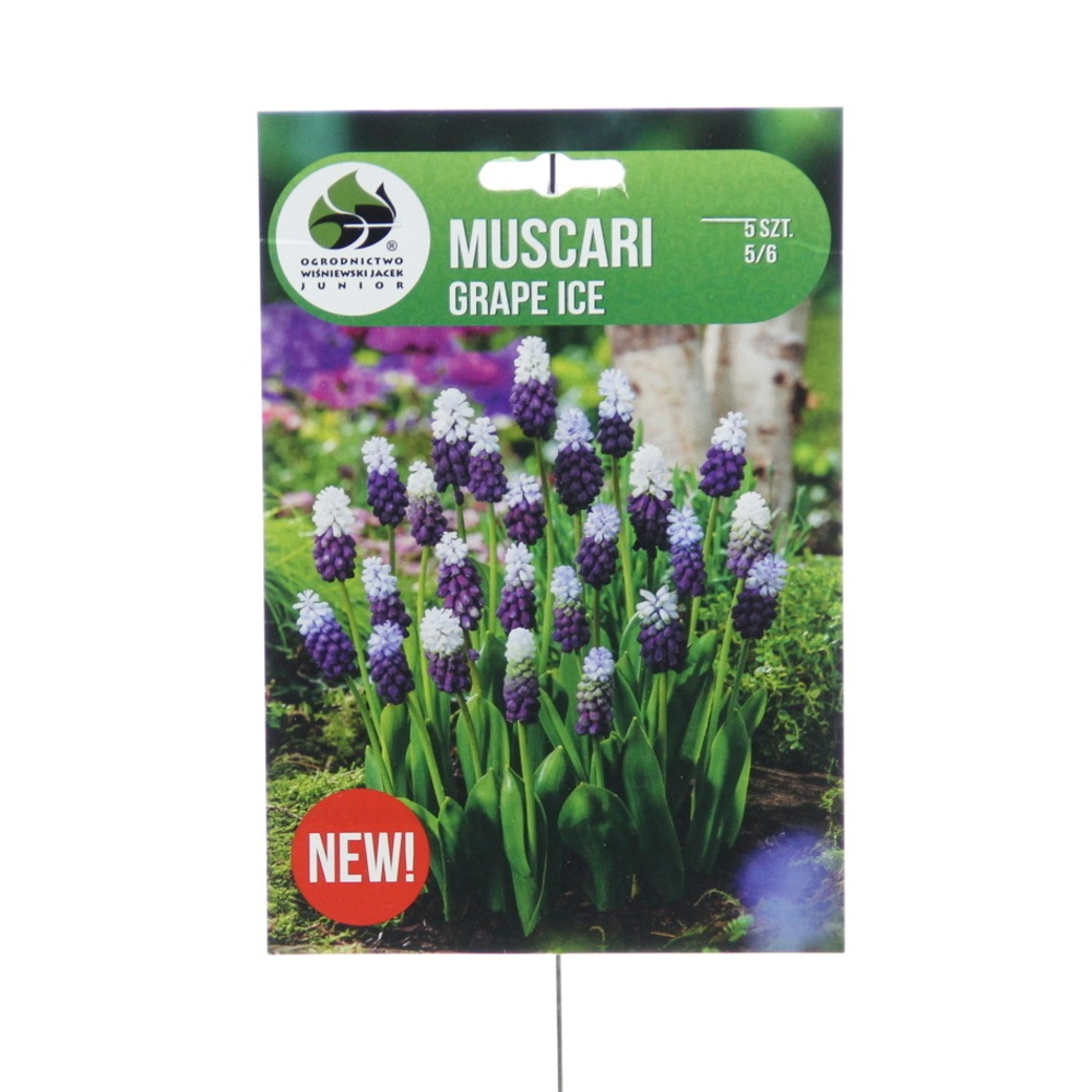 Rostliny - Modřenec Grape Ice 5ks