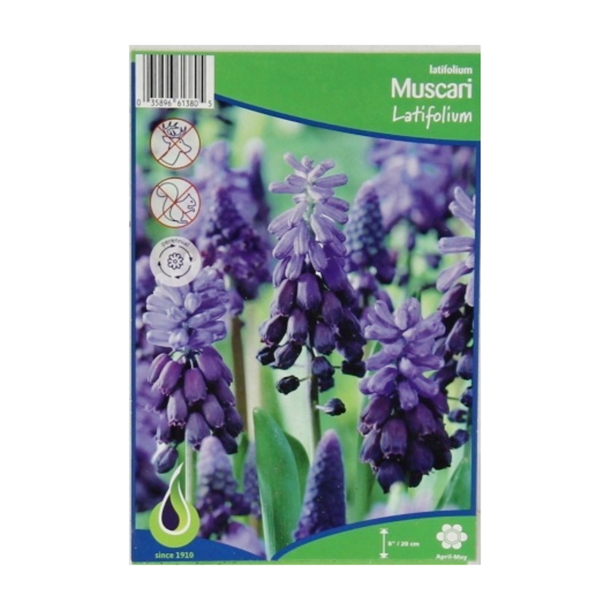 Cibuloviny - Modřenec Latifolium 10ks