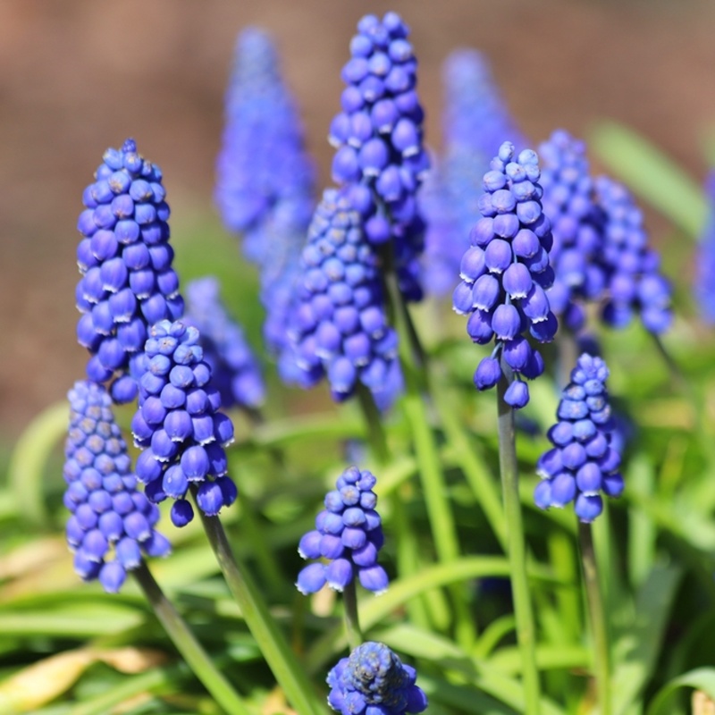 Modřenec mix květináč 12cm-0