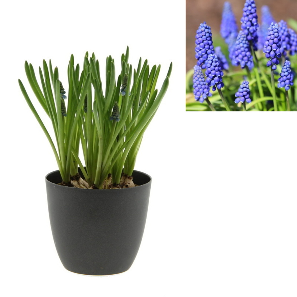 Rychlené cibuloviny - Modřenec mix květináč 9cm