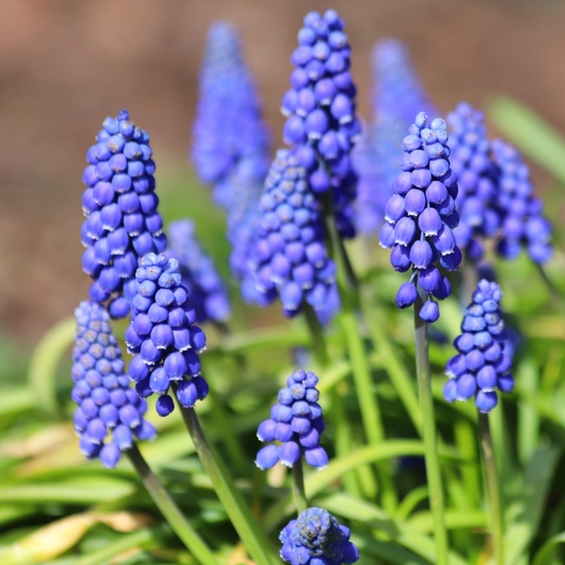 Modřenec mix květináč 9cm-0