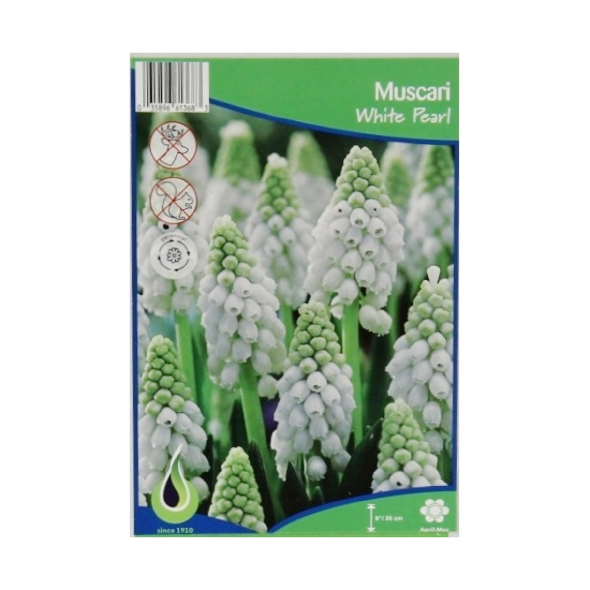 Cibuloviny - Modřenec White Pearl 10ks