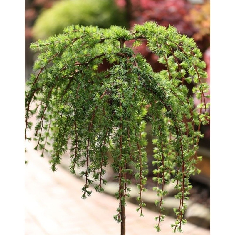 Zakrsle rostoucí jehličnany - Modřín japonský 'Stiff Weeper' kmínek 120cm, květináč 16,5 litru