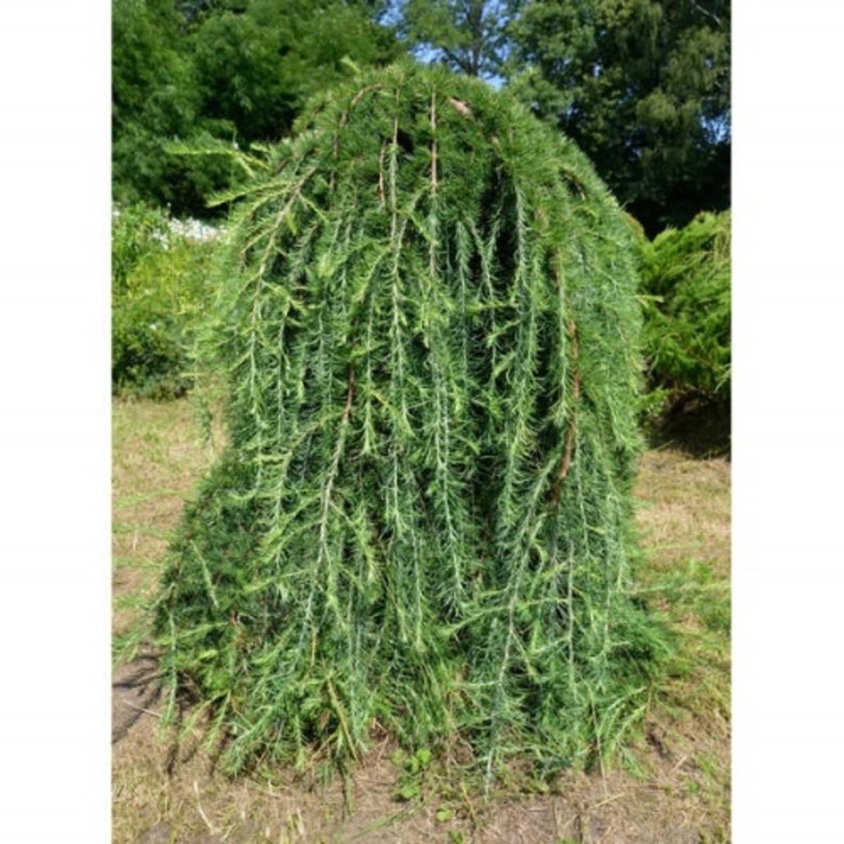 Zakrsle rostoucí jehličnany - Modřín japonský Stiff Weeper kmínek 150cm, květináč 10 litrů