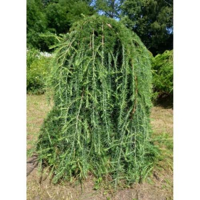 Zakrsle rostoucí jehličnany - Modřín japonský 'Stiff Weeper' kmínek 150cm