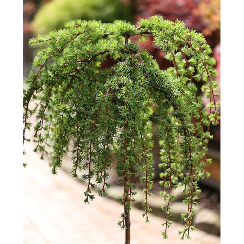Zakrsle rostoucí jehličnany - Modřín japonský 'Stiff Weeper' kmínek 90cm, květináč 5 litrů