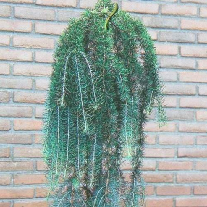 Zakrsle rostoucí jehličnany - Modřín japonský 'Stiff Weeping' kmínek 150cm, květináč 5 litrů