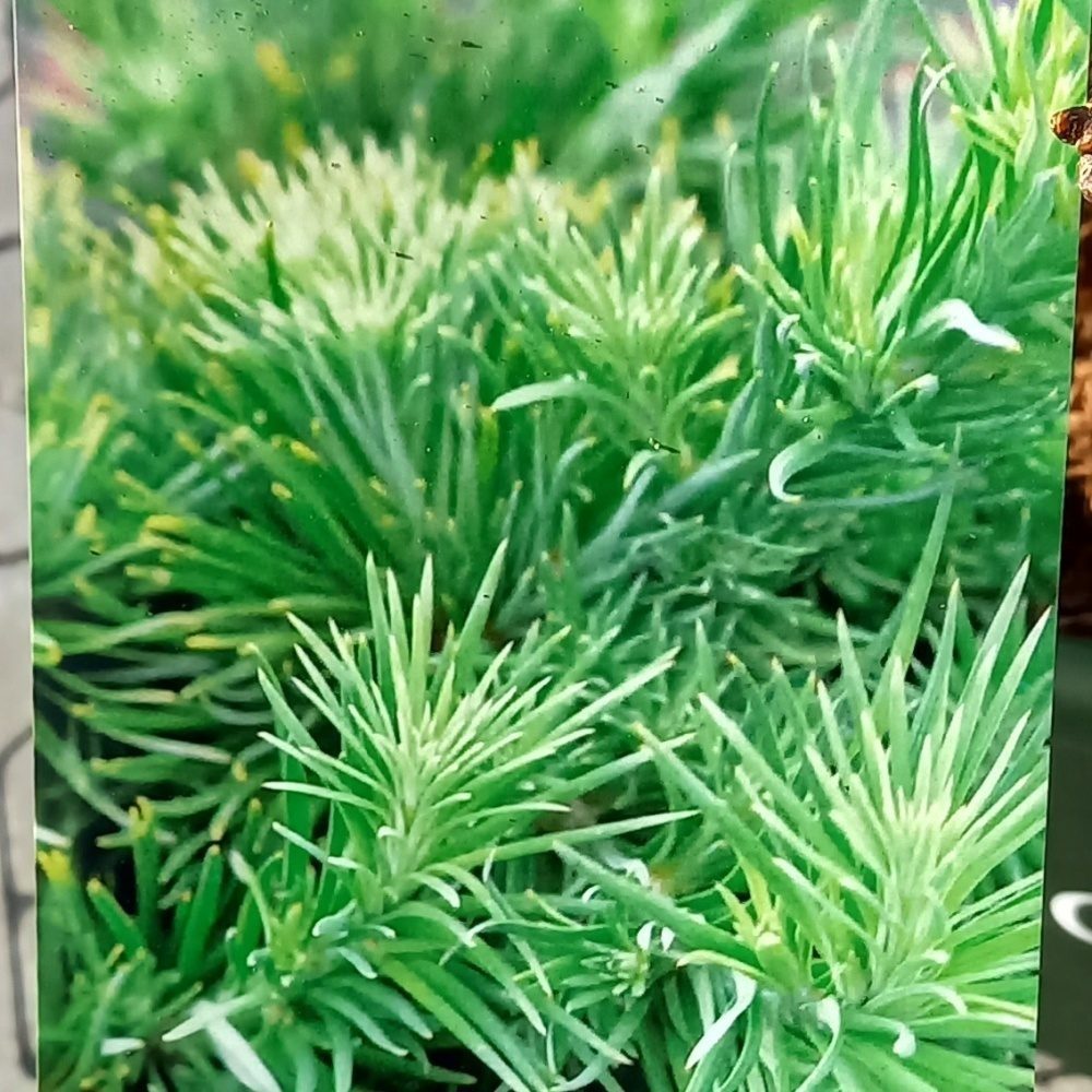 Zakrsle rostoucí jehličnany - Modřín japonský Wolterdingen výška 30/40cm, květináč 6 litrů