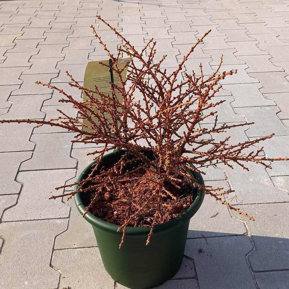 Modřín japonský Wolterdingen výška 30/40cm, květináč 6 litrů-0