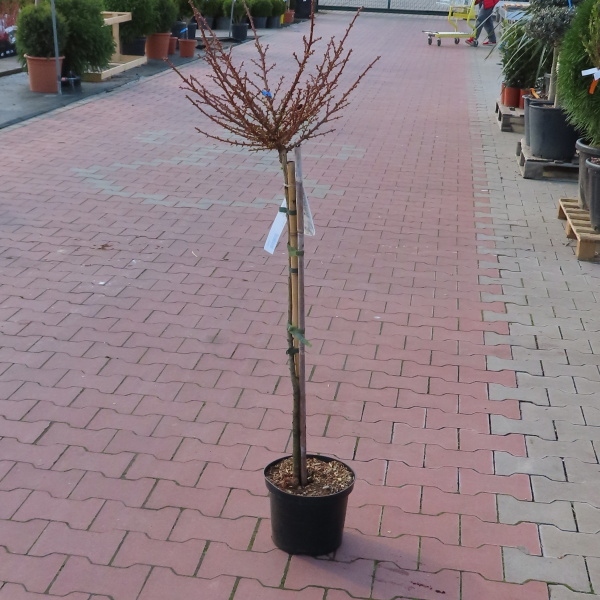 Modřín opadavý 'Little Bogle' kmínek 80cm, 5 litrů-0