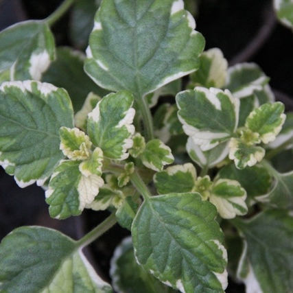 Výplňová zeleň - Molice 4ks 11cm