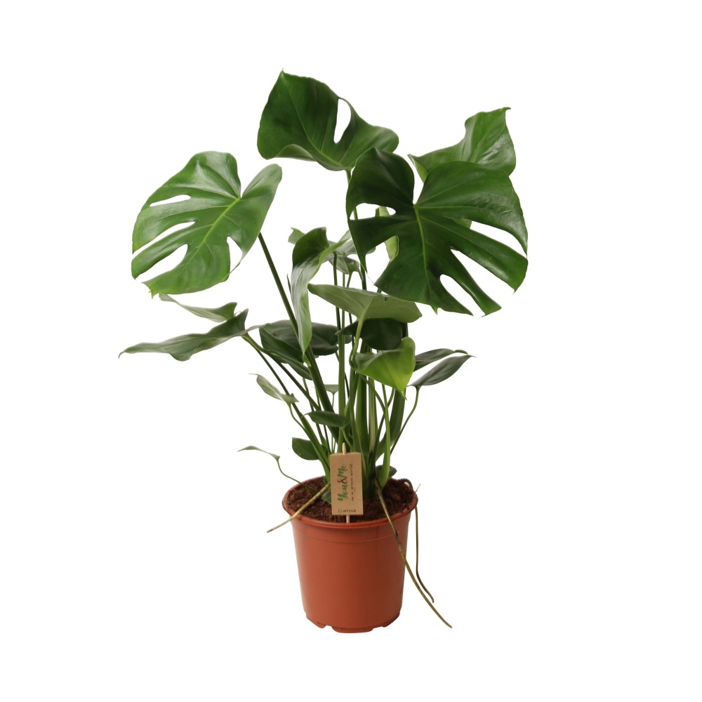 Okrasné pokojové rostliny - Monstera deliciosa P21