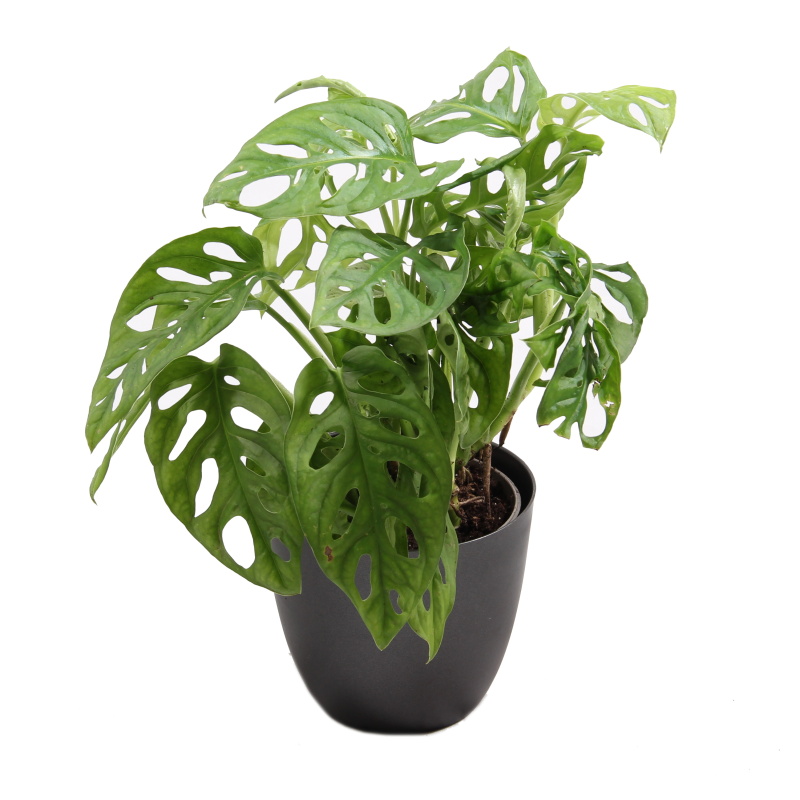 Hydroponické pokojové rostliny - Monstera Eco květináč 12cm