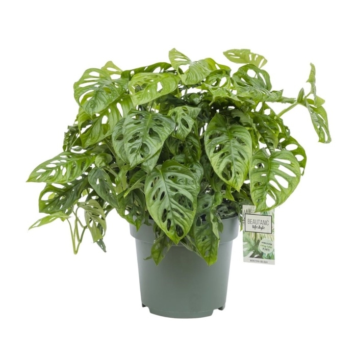 Okrasné pokojové rostliny - Monstera hydroponický květináč 27cm