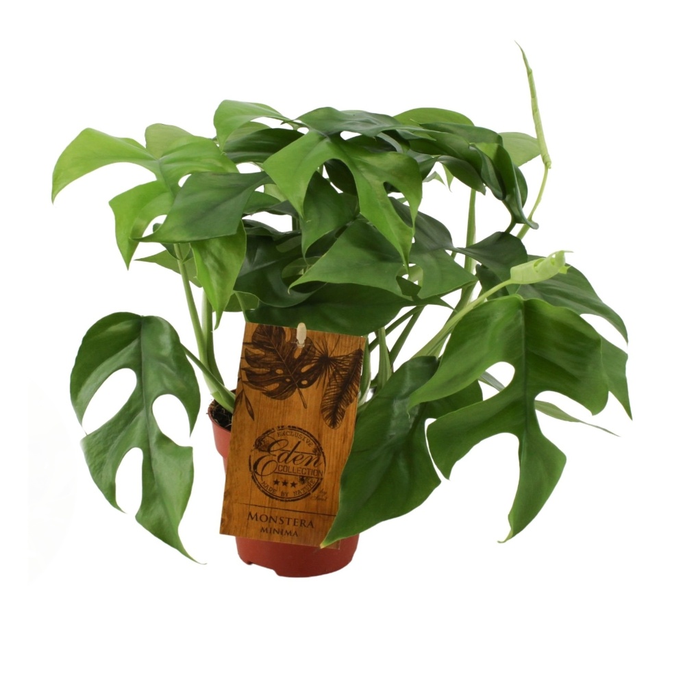 Pokojové rostliny okrasné listem - Monstera květináč 12cm