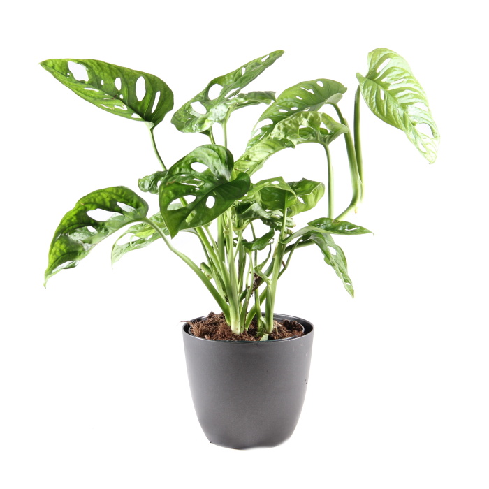 Okrasné pokojové rostliny - Monstera květináč 12cm