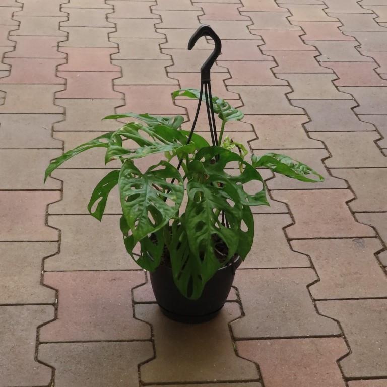 Okrasné pokojové rostliny - Monstera květináč 15cm, závěs