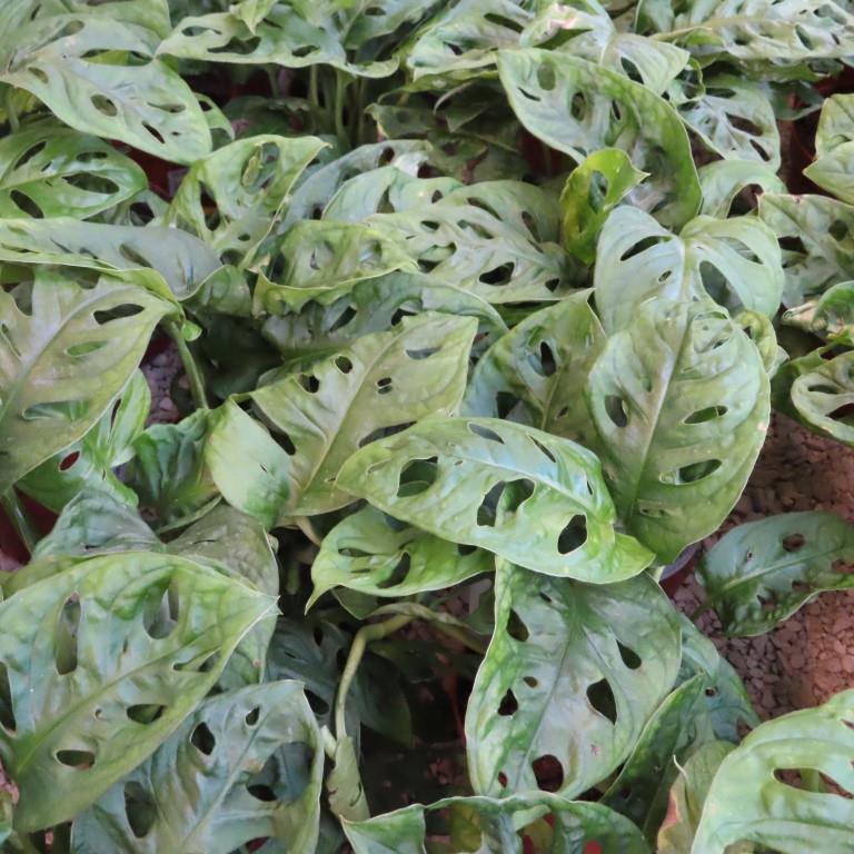 Monstera květináč 15cm, závěs-0