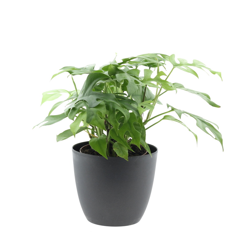 Okrasné pokojové rostliny - Monstera květináč 15cm
