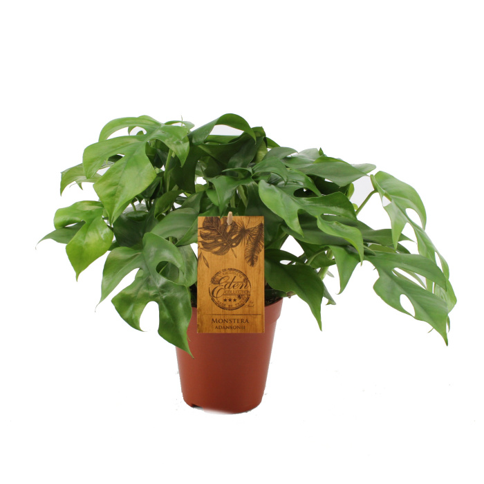 Monstera květináč 15cm-0