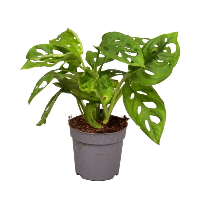 Okrasné pokojové rostliny - Monstera květináč 6cm