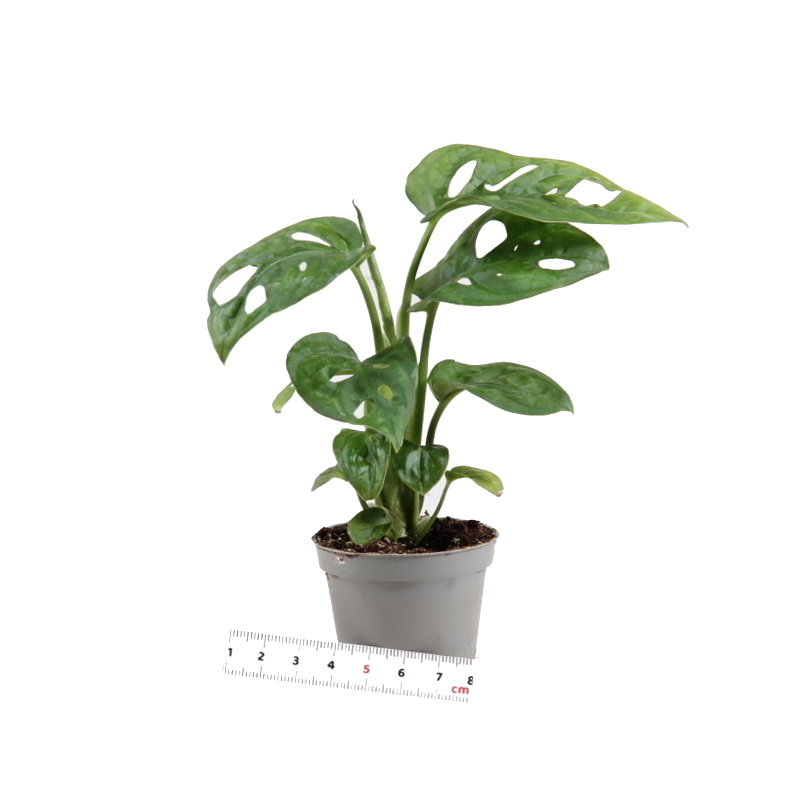 Monstera květináč 6cm-0