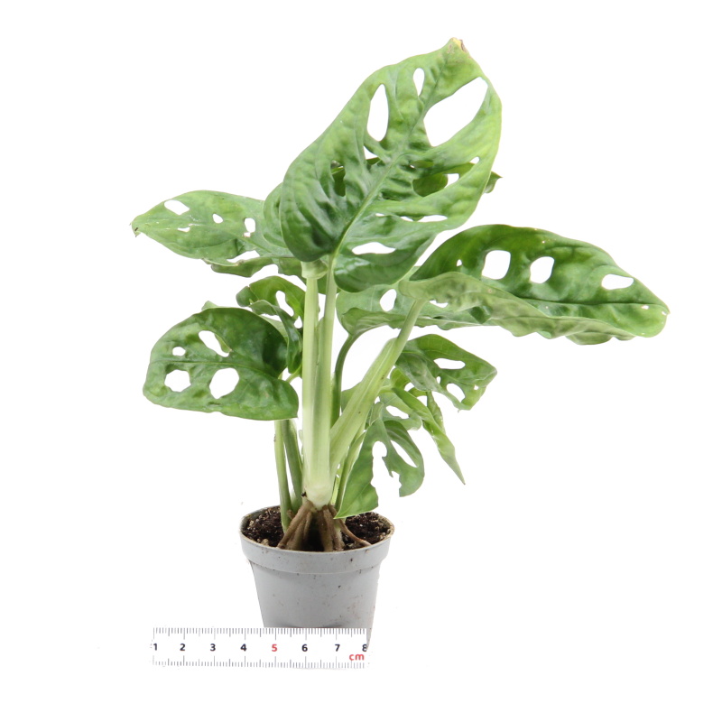 Okrasné pokojové rostliny - Monstera květináč 6cm