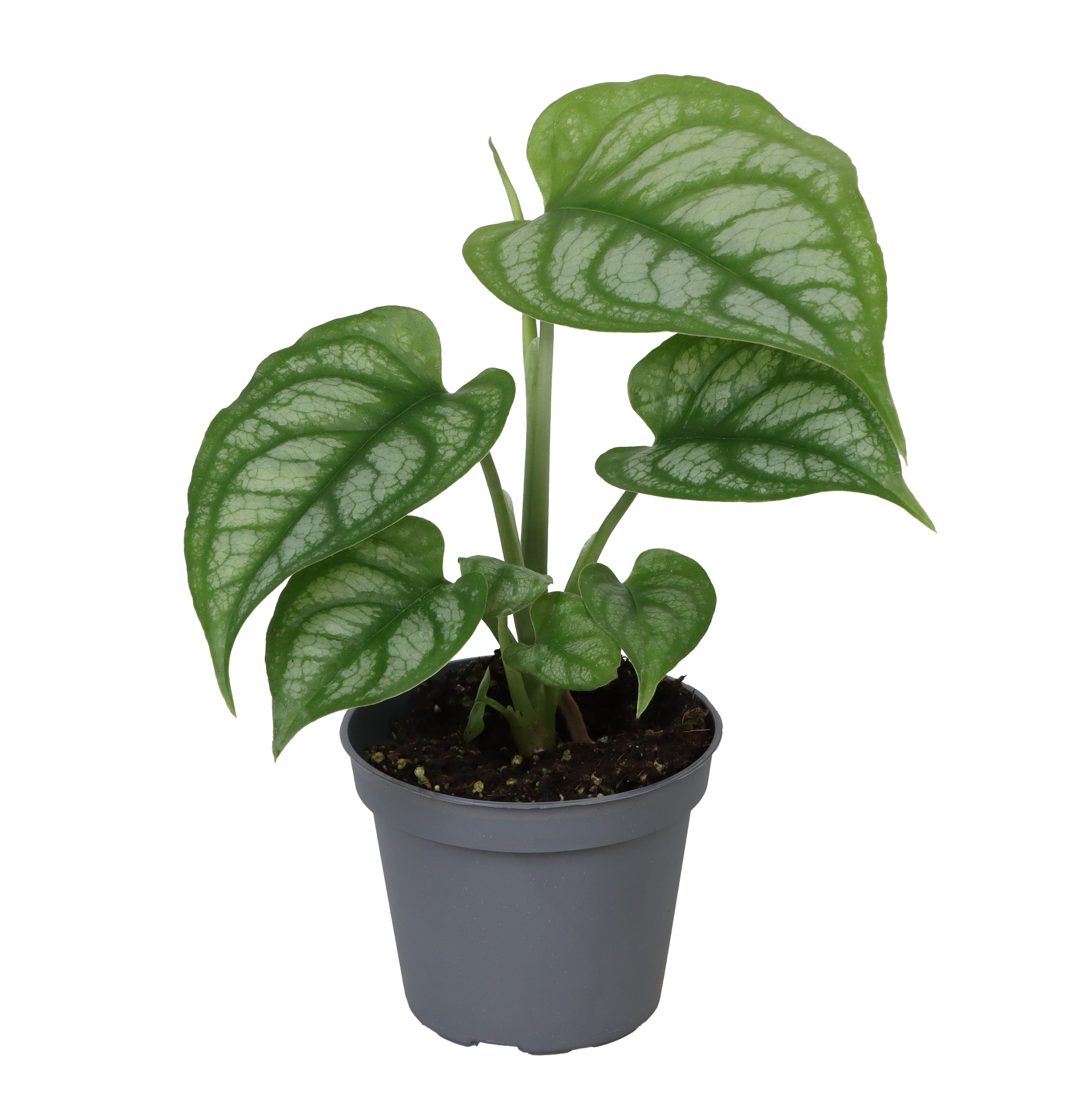 Okrasné pokojové rostliny - Monstera květináč 6cm
