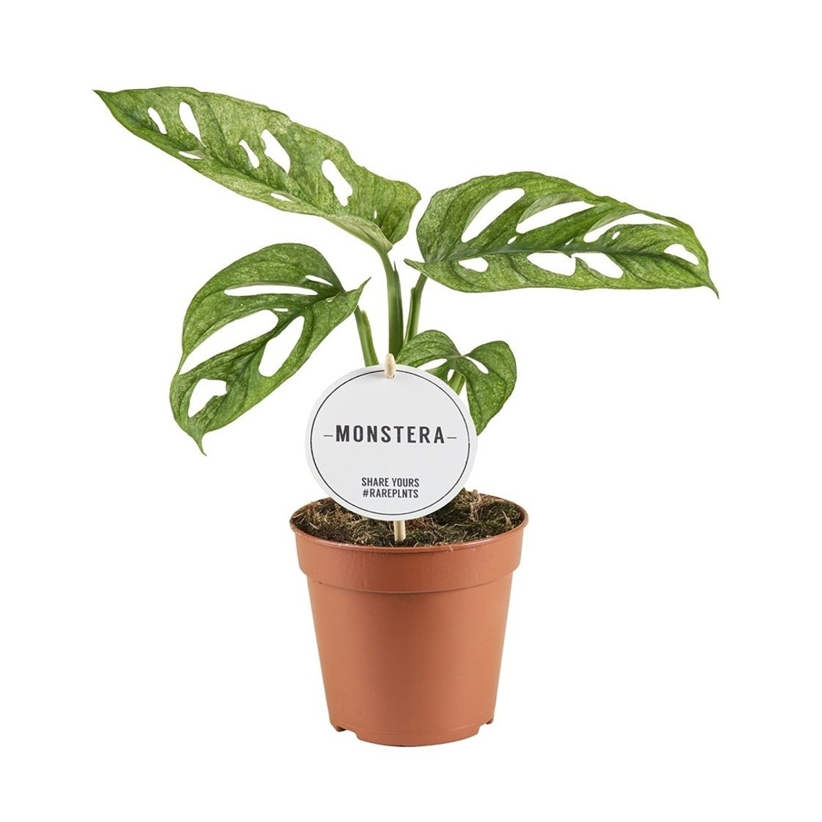 Okrasné pokojové rostliny - Monstera Mint květináč 12cm