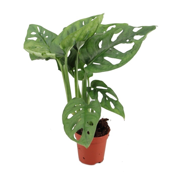 Okrasné pokojové rostliny - Monstera Monkey Leaf květináč 6cm