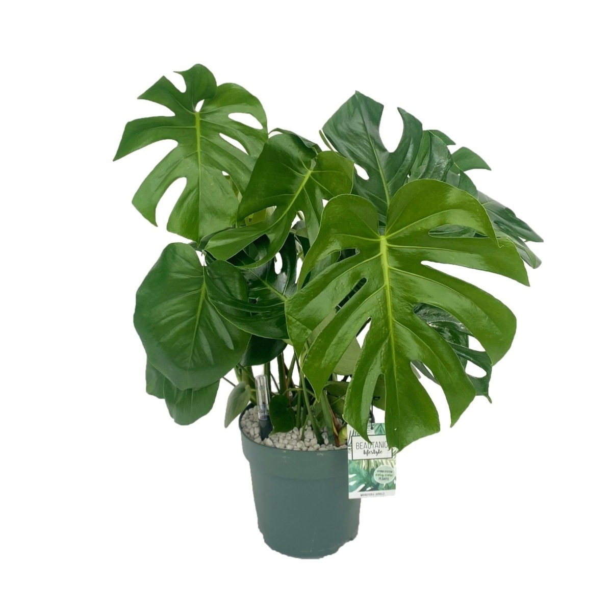 Hydroponické pokojové rostliny - Monstera skvostná hydroponický květináč 24cm