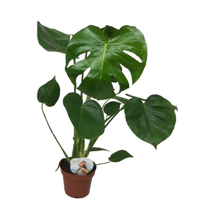 Okrasné pokojové rostliny - Monstera skvostná květináč 14cm