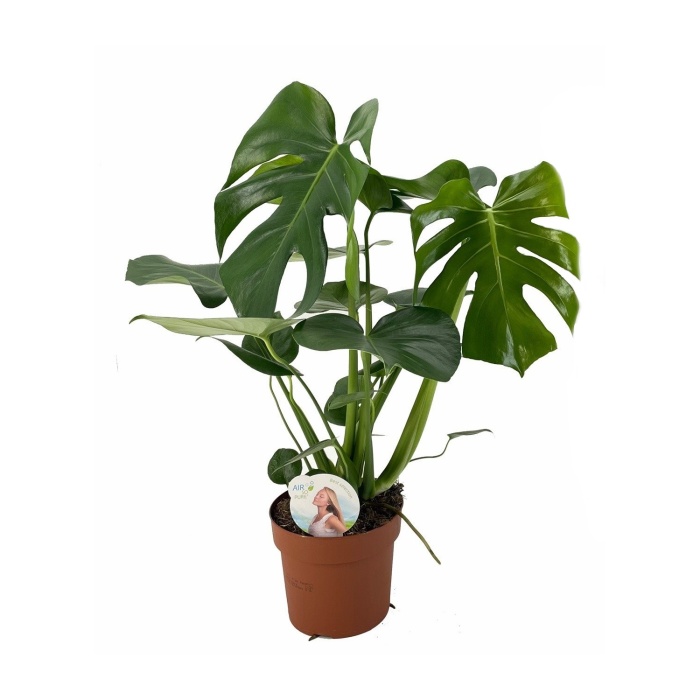 Okrasné pokojové rostliny - Monstera skvostná květináč 17cm