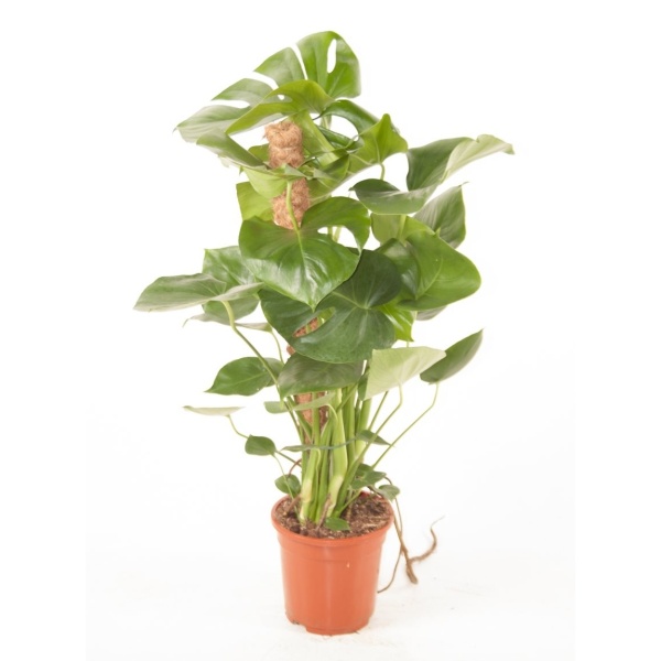 Okrasné pokojové rostliny - Monstera skvostná květináč 19cm
