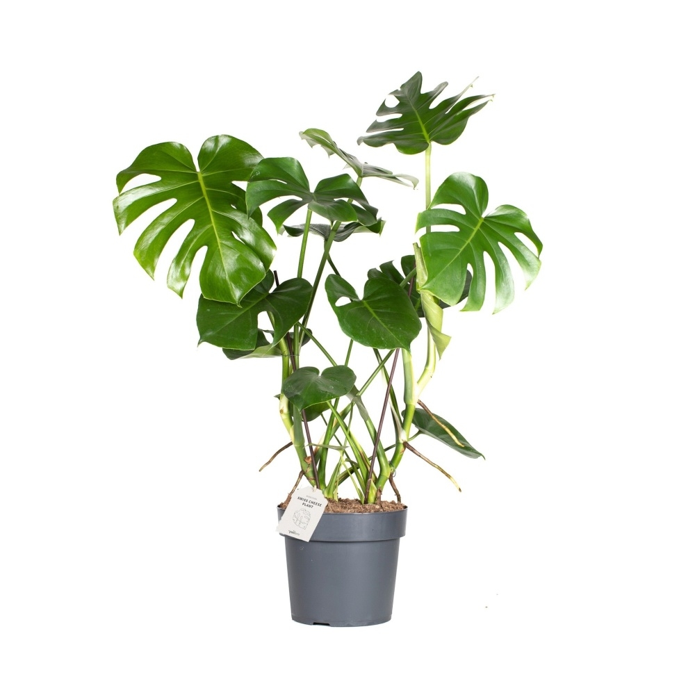 Okrasné pokojové rostliny - Monstera skvostná květináč 24cm